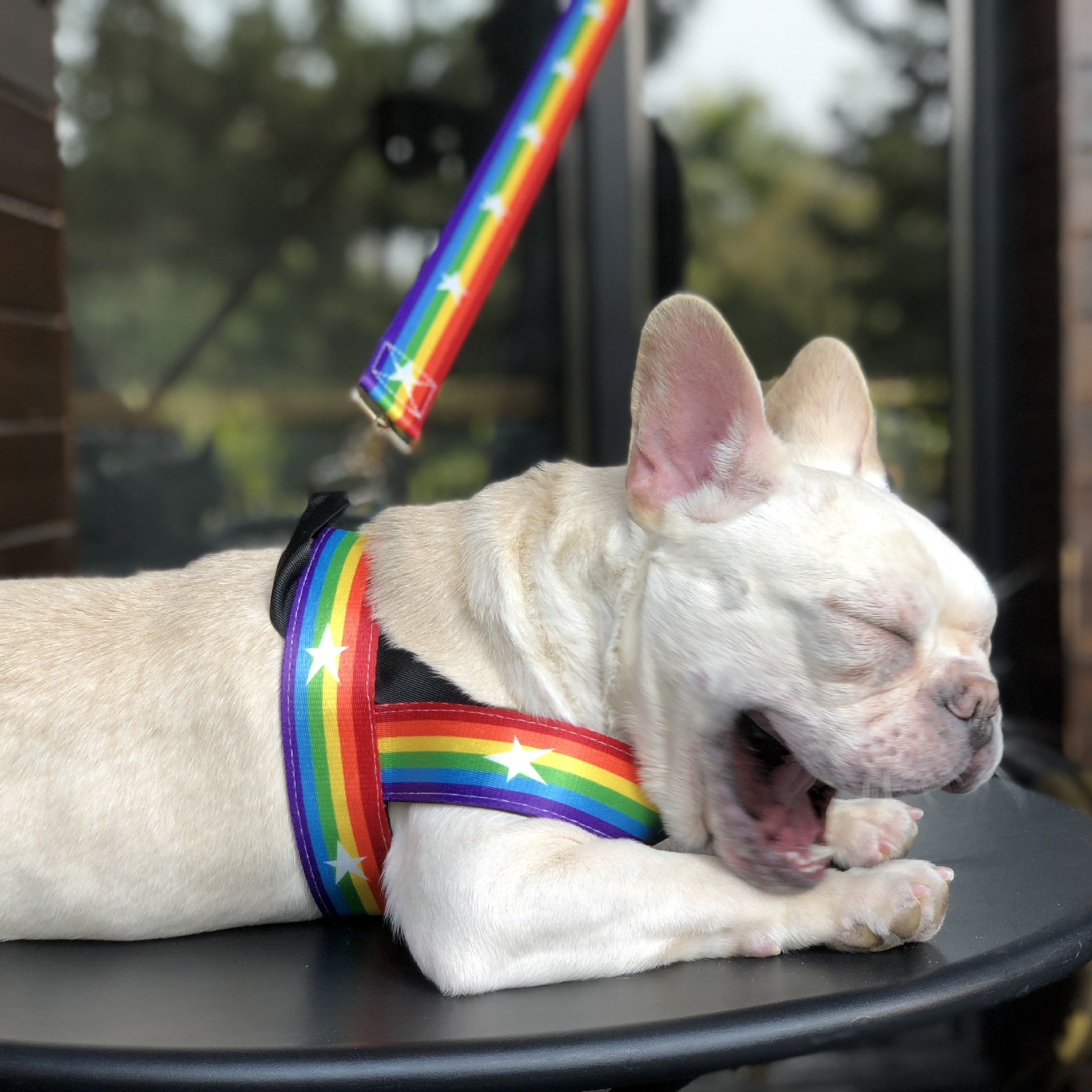 Rainbow Dog Chain Leash For Stylish Outdoor Walks